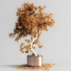Plant bonsai